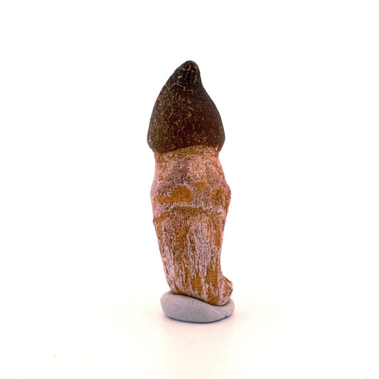 Globidens phosphaticus tooth with natural root from Cretaceous, Morocco (2.37") - FossilsAndMore