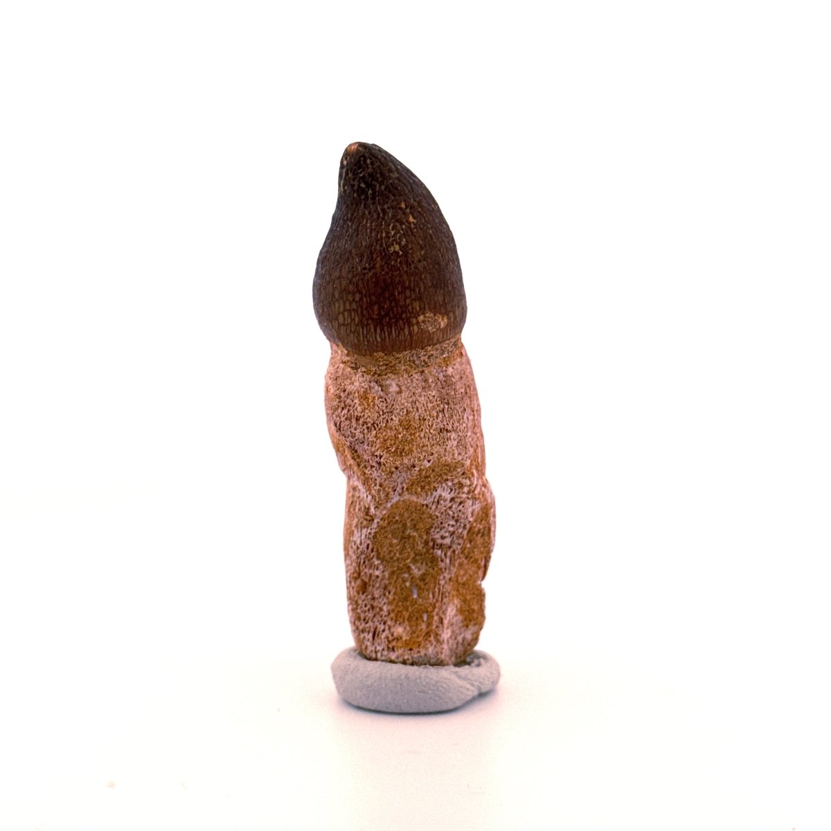 Globidens phosphaticus tooth with natural root from Cretaceous, Morocco (2.37") - FossilsAndMore