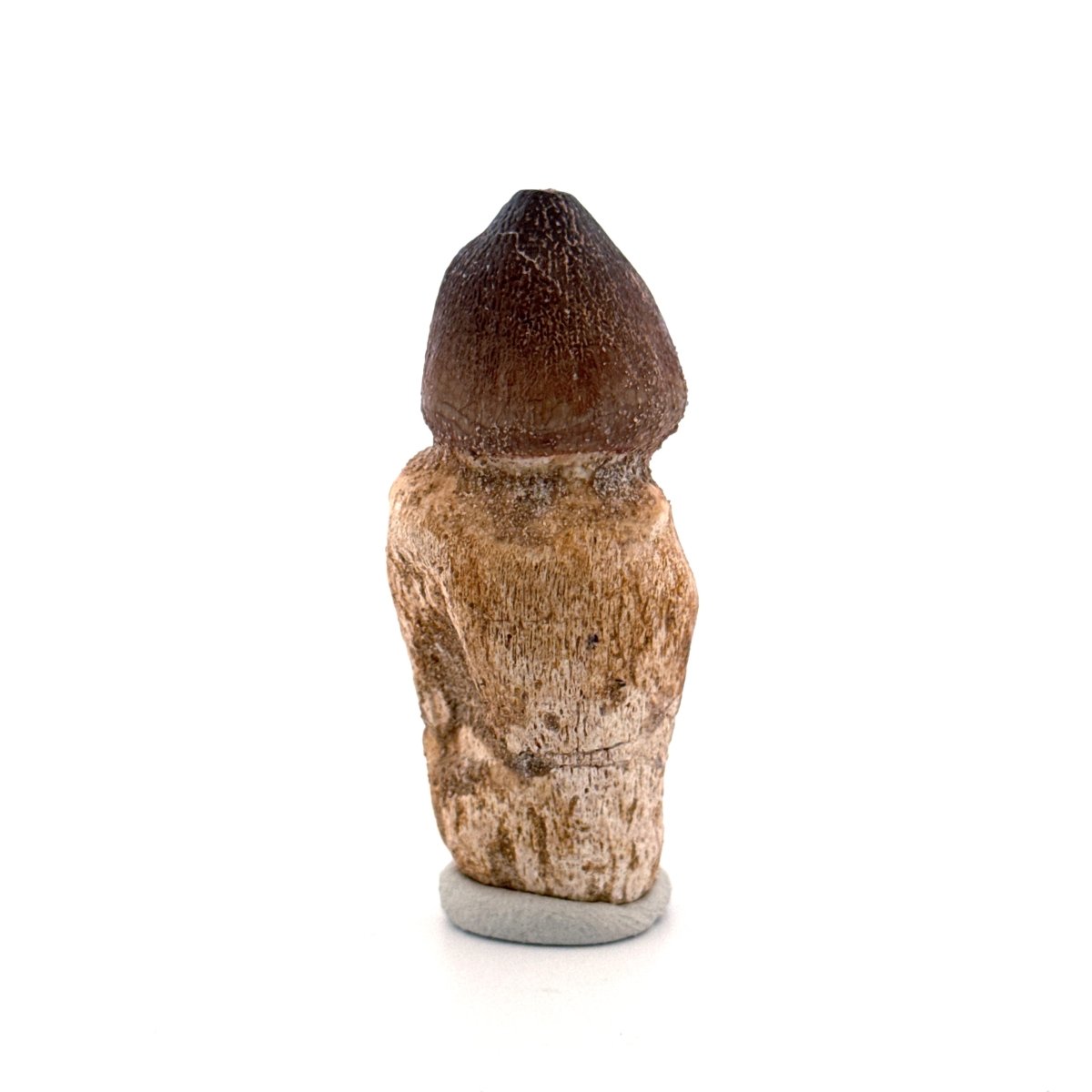 Globidens phosphaticus tooth with natural root from Cretaceous, Morocco (2.39") - FossilsAndMore