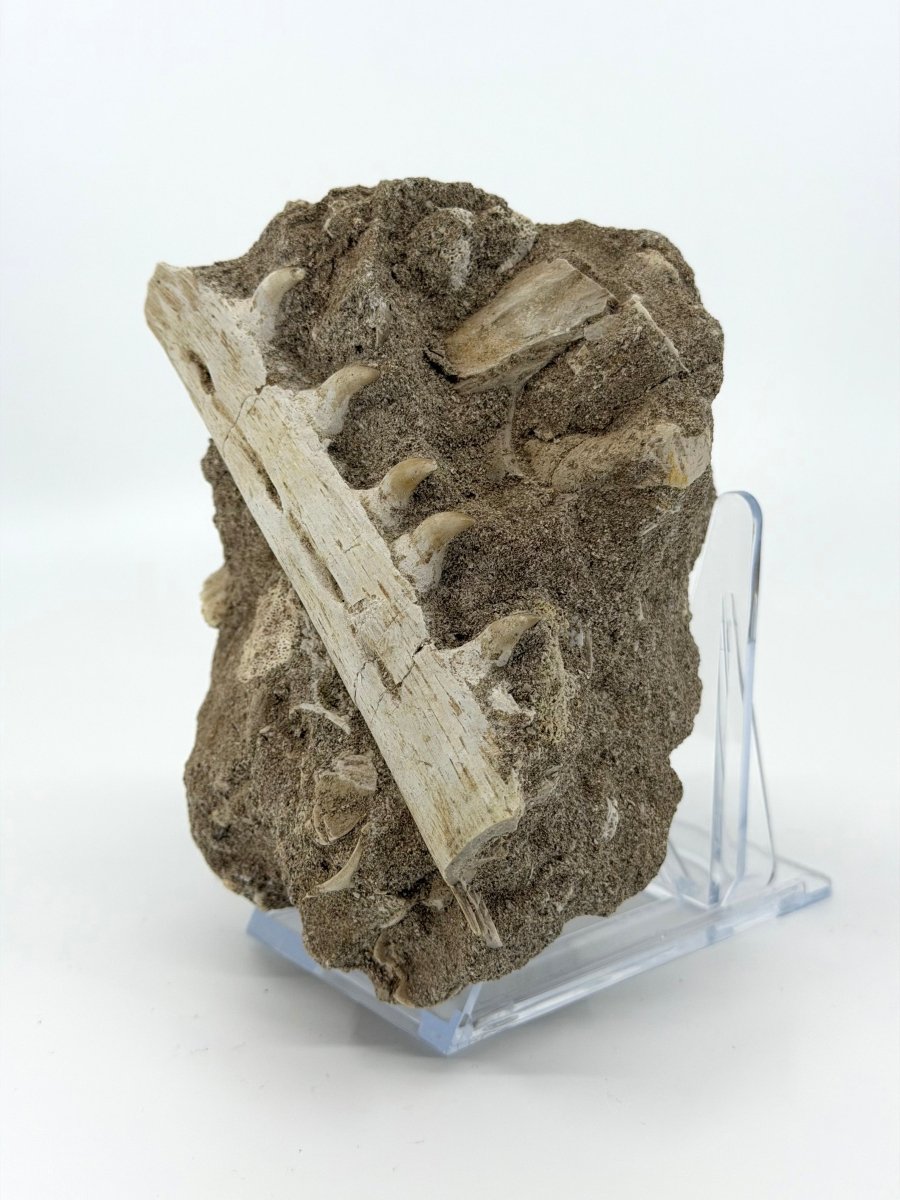 Halisaurus Arambourgi Jaw Fragment with 5 Teeth on Matrix – Morocco - FossilsAndMore