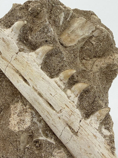 Halisaurus Arambourgi Jaw Fragment with 5 Teeth on Matrix – Morocco - FossilsAndMore