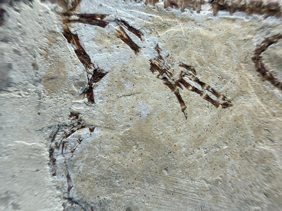 Hyphalosaurus species Fossil, a Cretaceous Aquatic Reptile | 3.10" - FossilsAndMore