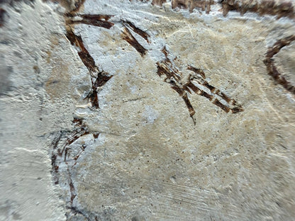 Hyphalosaurus species Fossil, a Cretaceous Aquatic Reptile | 3.10" - FossilsAndMore