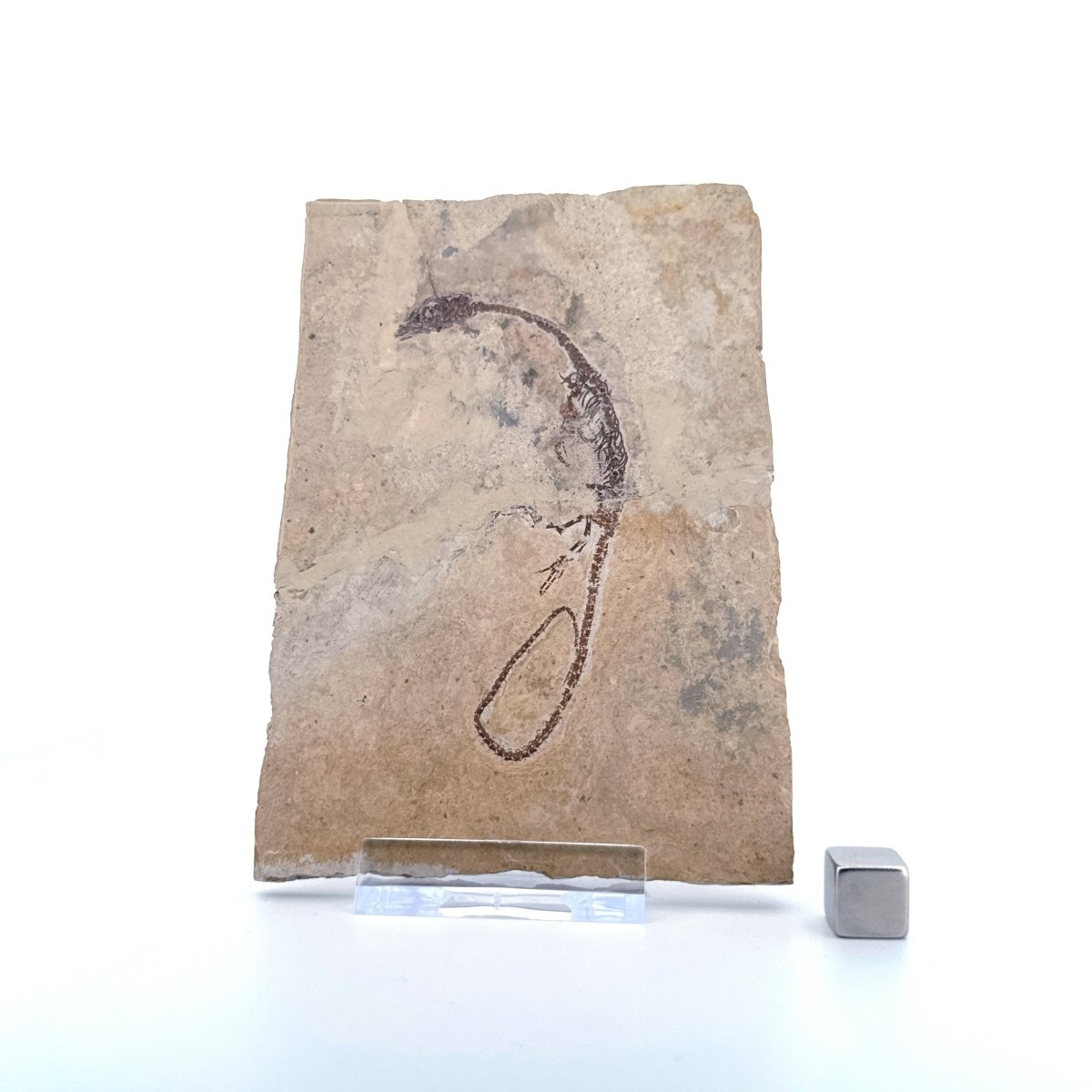 Hyphalosaurus species Fossil, a Cretaceous Aquatic Reptile | 3.10" - FossilsAndMore
