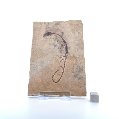 Hyphalosaurus species Fossil, a Cretaceous Aquatic Reptile | 3.10" - FossilsAndMore