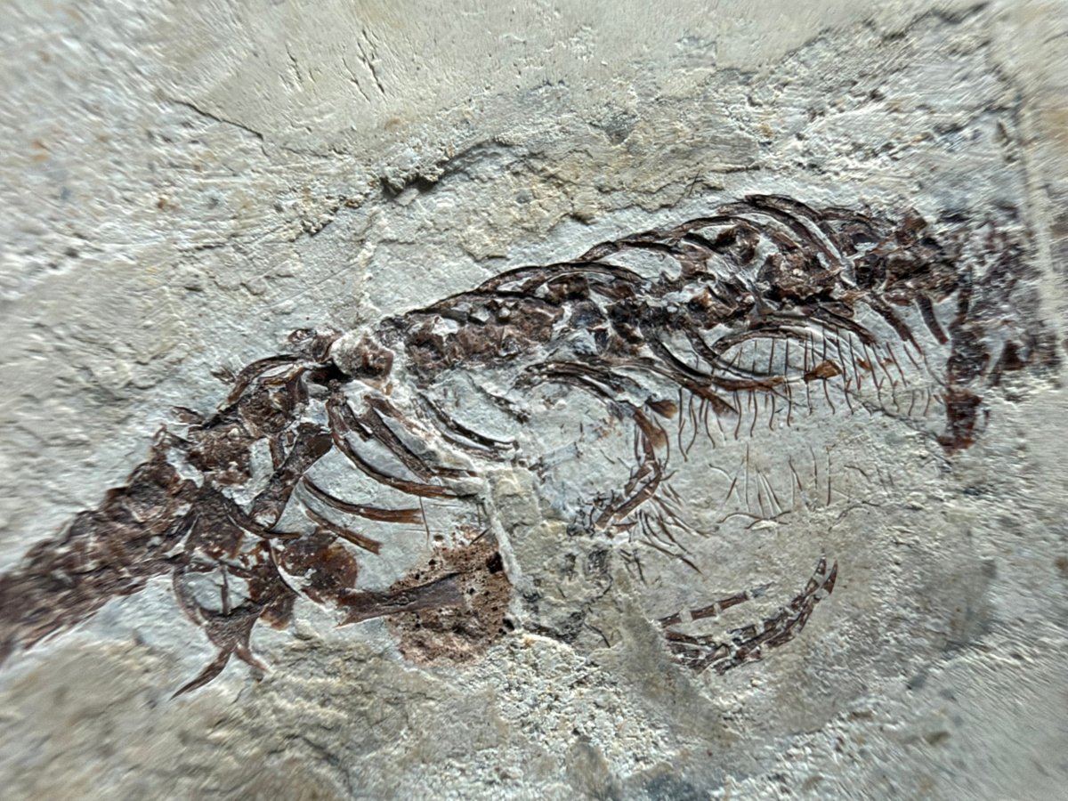 Hyphalosaurus species Fossil, a Cretaceous Aquatic Reptile | 3.10" - FossilsAndMore