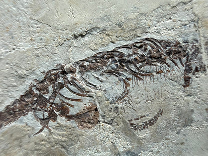 Hyphalosaurus species Fossil, a Cretaceous Aquatic Reptile | 3.10" - FossilsAndMore