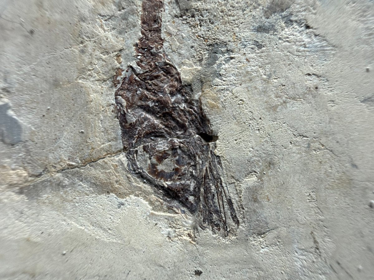 Hyphalosaurus species Fossil, a Cretaceous Aquatic Reptile | 3.10" - FossilsAndMore
