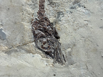Hyphalosaurus species Fossil, a Cretaceous Aquatic Reptile | 3.10" - FossilsAndMore