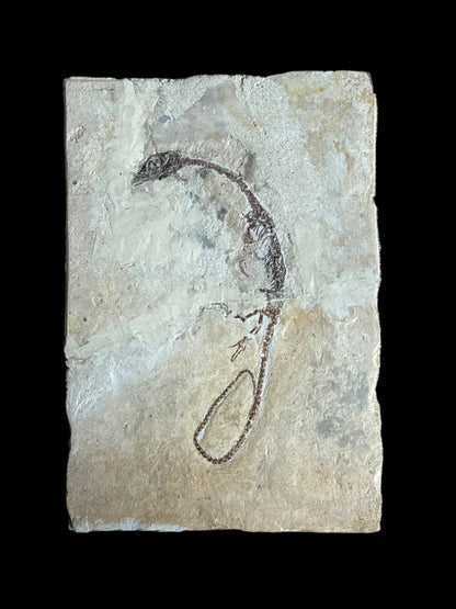 Hyphalosaurus species Fossil, a Cretaceous Aquatic Reptile | 3.10" - FossilsAndMore