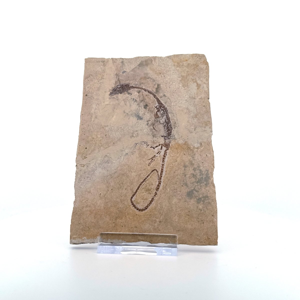 Hyphalosaurus species Fossil, a Cretaceous Aquatic Reptile | 3.10" - FossilsAndMore