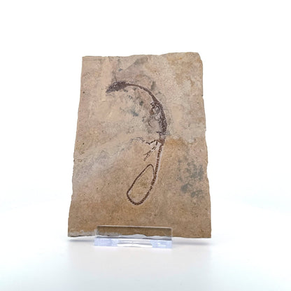 Hyphalosaurus species Fossil, a Cretaceous Aquatic Reptile | 3.10" - FossilsAndMore