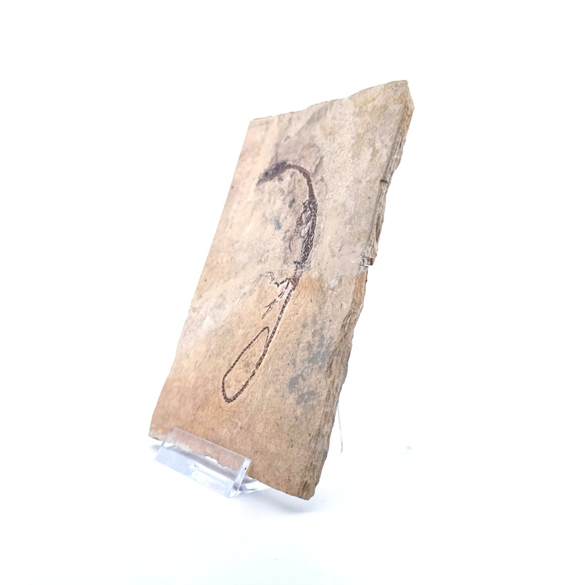 Hyphalosaurus species Fossil, a Cretaceous Aquatic Reptile | 3.10" - FossilsAndMore