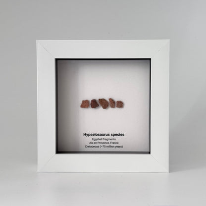 Hypselosaurus priscus eggshell fragments (5 pieces) from France in Decorative Deep Box Frame - FossilsAndMore