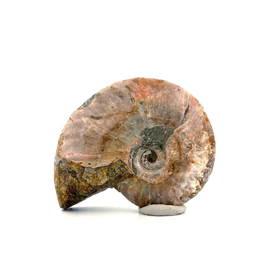 Iridescent Ammonite fossil from Cretaceous, Madagascar | 2.66" - FossilsAndMore