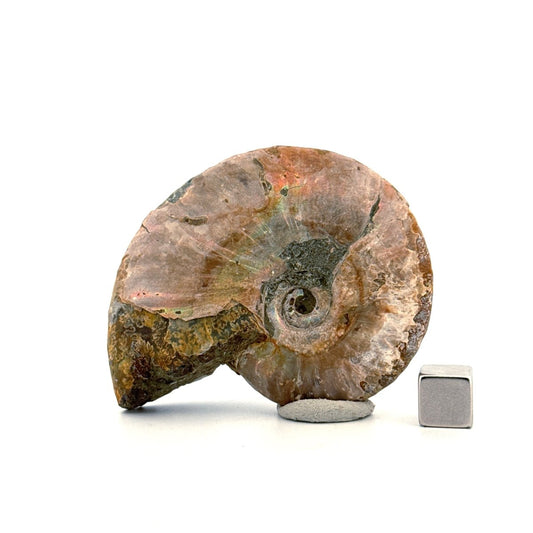 Iridescent Ammonite fossil from Cretaceous, Madagascar | 2.66" - FossilsAndMore