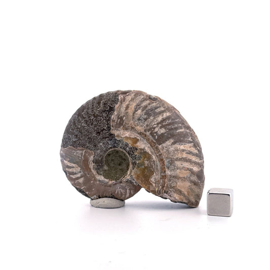 Iridescent Ammonite fossil from Cretaceous, Madagascar | 2.68" - FossilsAndMore
