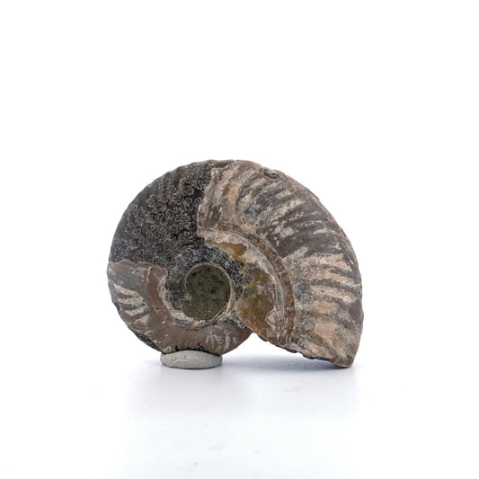 Iridescent Ammonite fossil from Cretaceous, Madagascar | 2.68" - FossilsAndMore