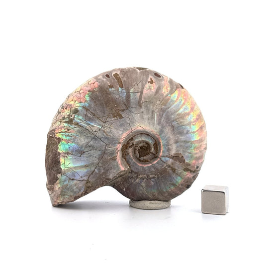 Iridescent Ammonite fossil from Cretaceous, Madagascar | 2.90" - FossilsAndMore