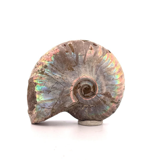 Iridescent Ammonite fossil from Cretaceous, Madagascar | 2.90" - FossilsAndMore