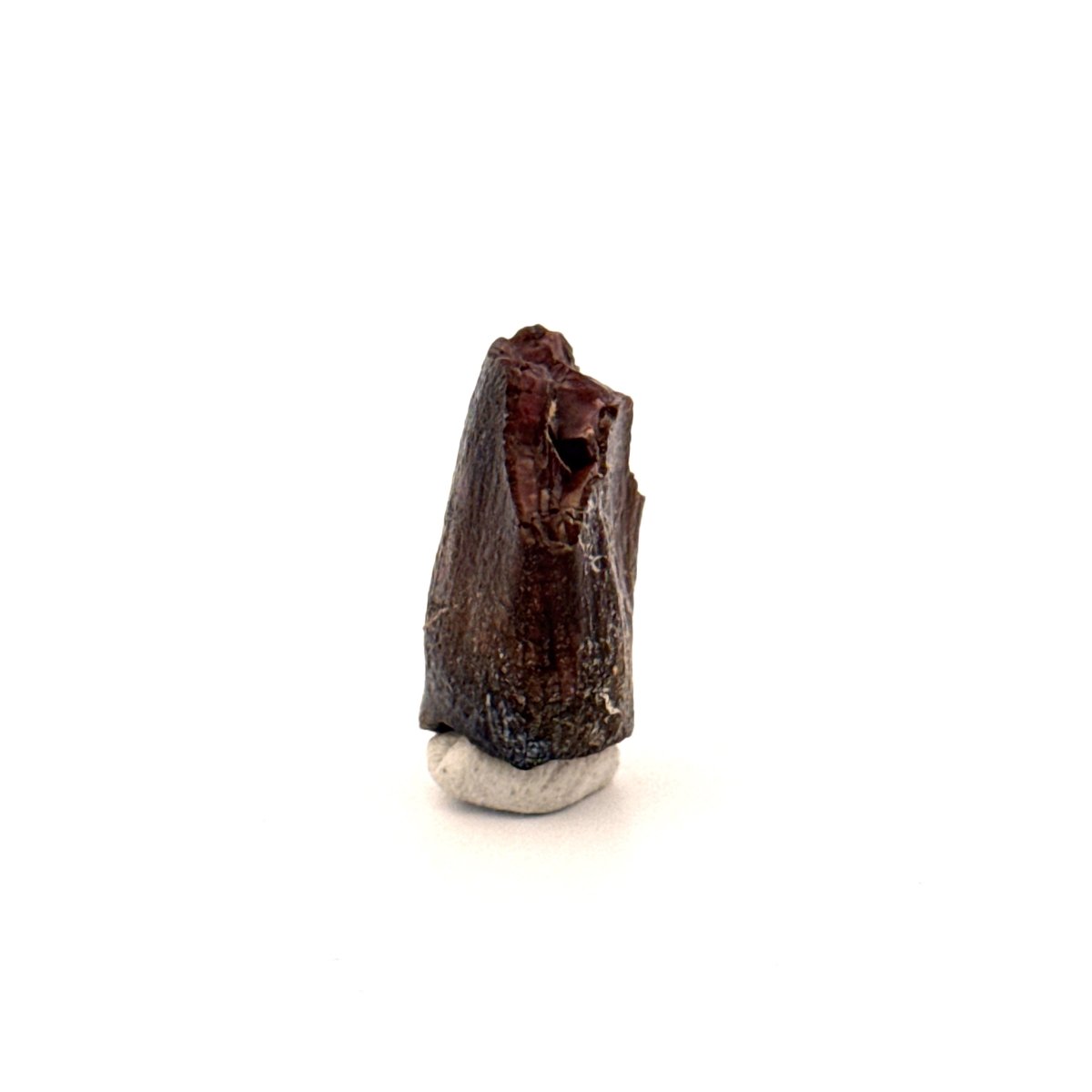 Jobaria Tiguidensis Fossil Tooth (0.79") – Sauropod Dinosaur, Jurassic, Niger - FossilsAndMore