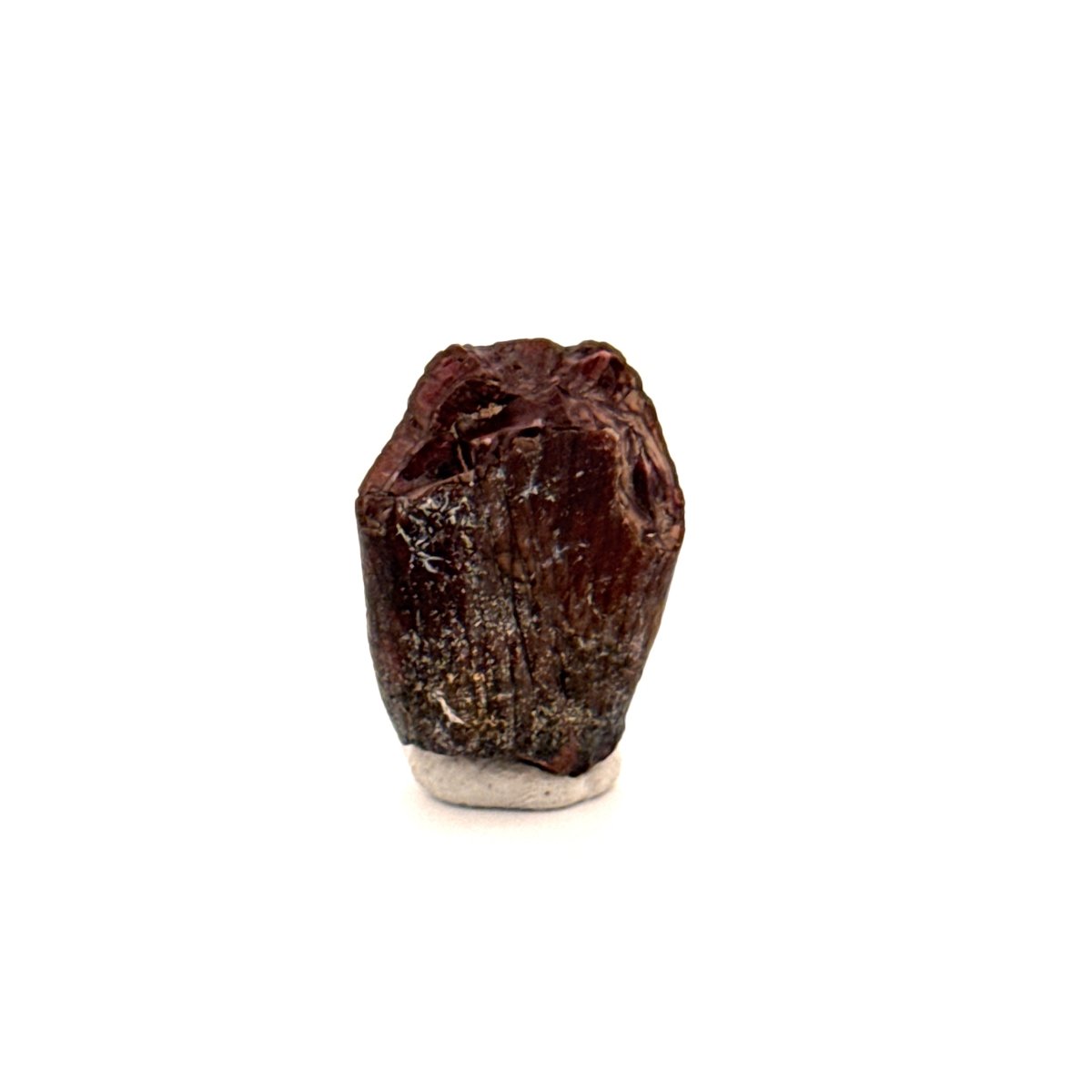 Jobaria Tiguidensis Fossil Tooth (0.79") – Sauropod Dinosaur, Jurassic, Niger - FossilsAndMore