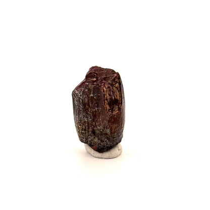 Jobaria Tiguidensis Fossil Tooth (0.79") – Sauropod Dinosaur, Jurassic, Niger - FossilsAndMore