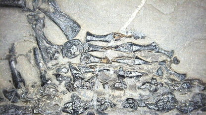 Keichousaurus hui Fossil Marine Reptiles, 2 specimens (7.27") from Triassic, China - FossilsAndMore