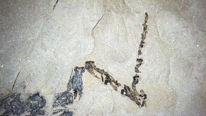 Keichousaurus hui Fossil Marine Reptiles, 2 specimens (7.27") from Triassic, China - FossilsAndMore