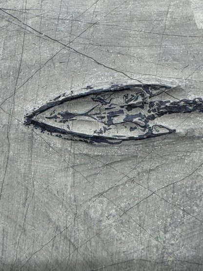 Keichousaurus hui Fossil Triassic Marine Reptile (8.27") from China - FossilsAndMore