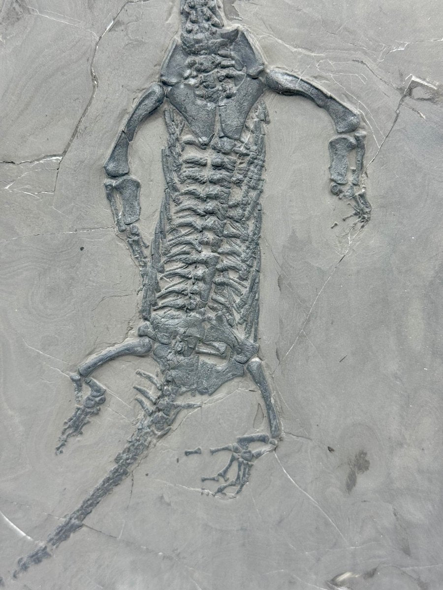 Keichousaurus hui Fossil Triassic Marine Reptile from China - FossilsAndMore