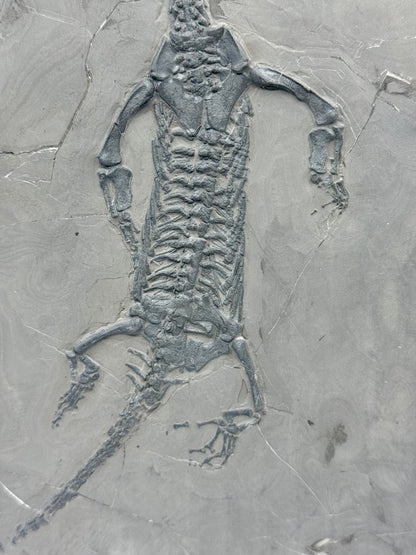 Keichousaurus hui Fossil Triassic Marine Reptile from China - FossilsAndMore