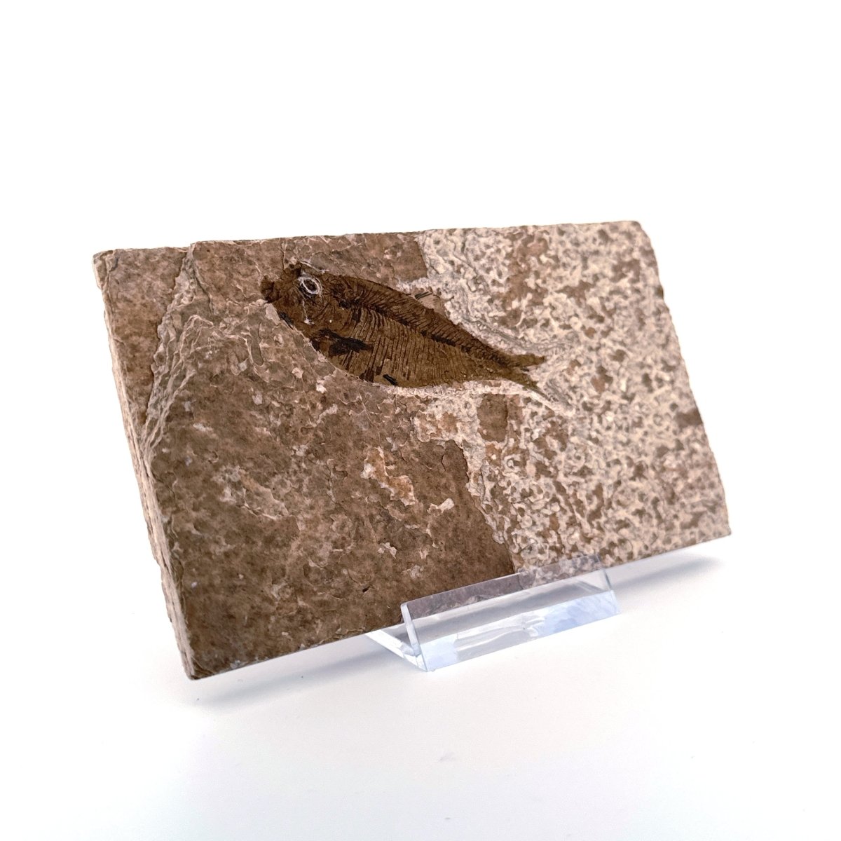 Knightia eoceana Fossil Fish from Green River Formation, USA (2.25") - FossilsAndMore
