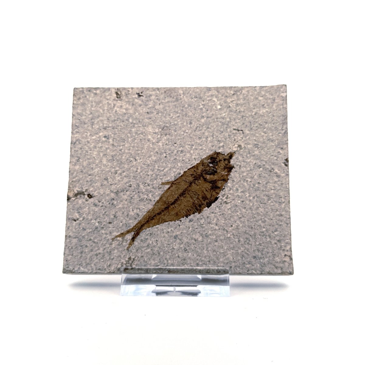 Knightia eoceana Fossil Fish from Green River Formation, USA (2.35") - FossilsAndMore