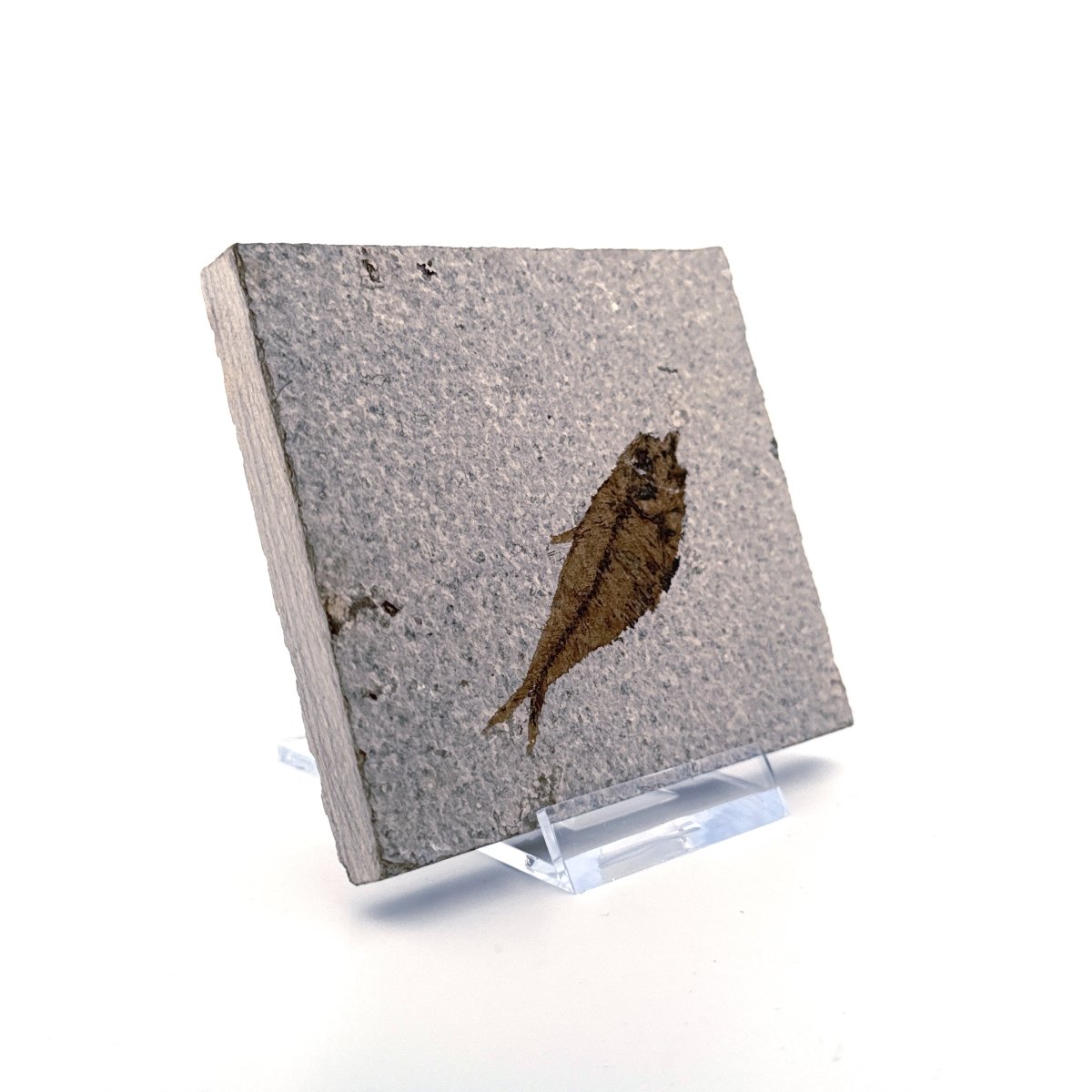 Knightia eoceana Fossil Fish from Green River Formation, USA (2.35") - FossilsAndMore