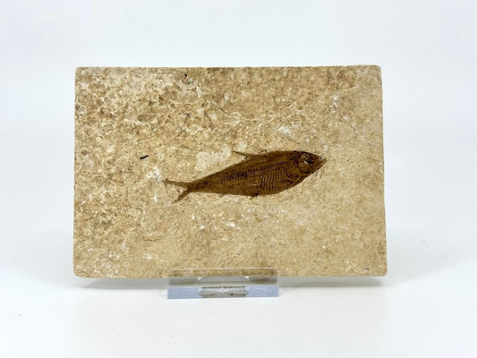 Knightia eoceana Fossil Fish from Green River Formation, USA (2.52") - FossilsAndMore