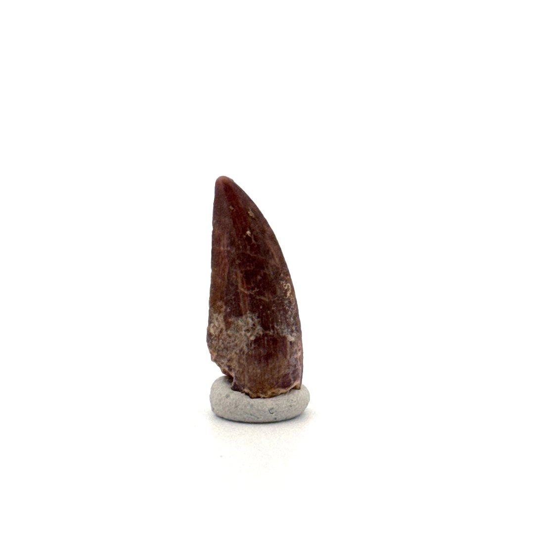 Kryptops palaios Fossil Dinosaur Tooth from Cretaceous, Niger (0.92") - FossilsAndMore