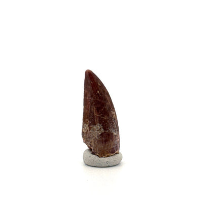 Kryptops palaios Fossil Dinosaur Tooth from Cretaceous, Niger (0.92") - FossilsAndMore
