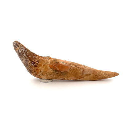 Large Basilosaurus species fossil Incisor tooth (4.52") from Morocco - FossilsAndMore