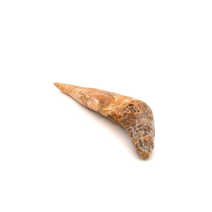 Large Basilosaurus species fossil Incisor tooth (4.52") from Morocco - FossilsAndMore