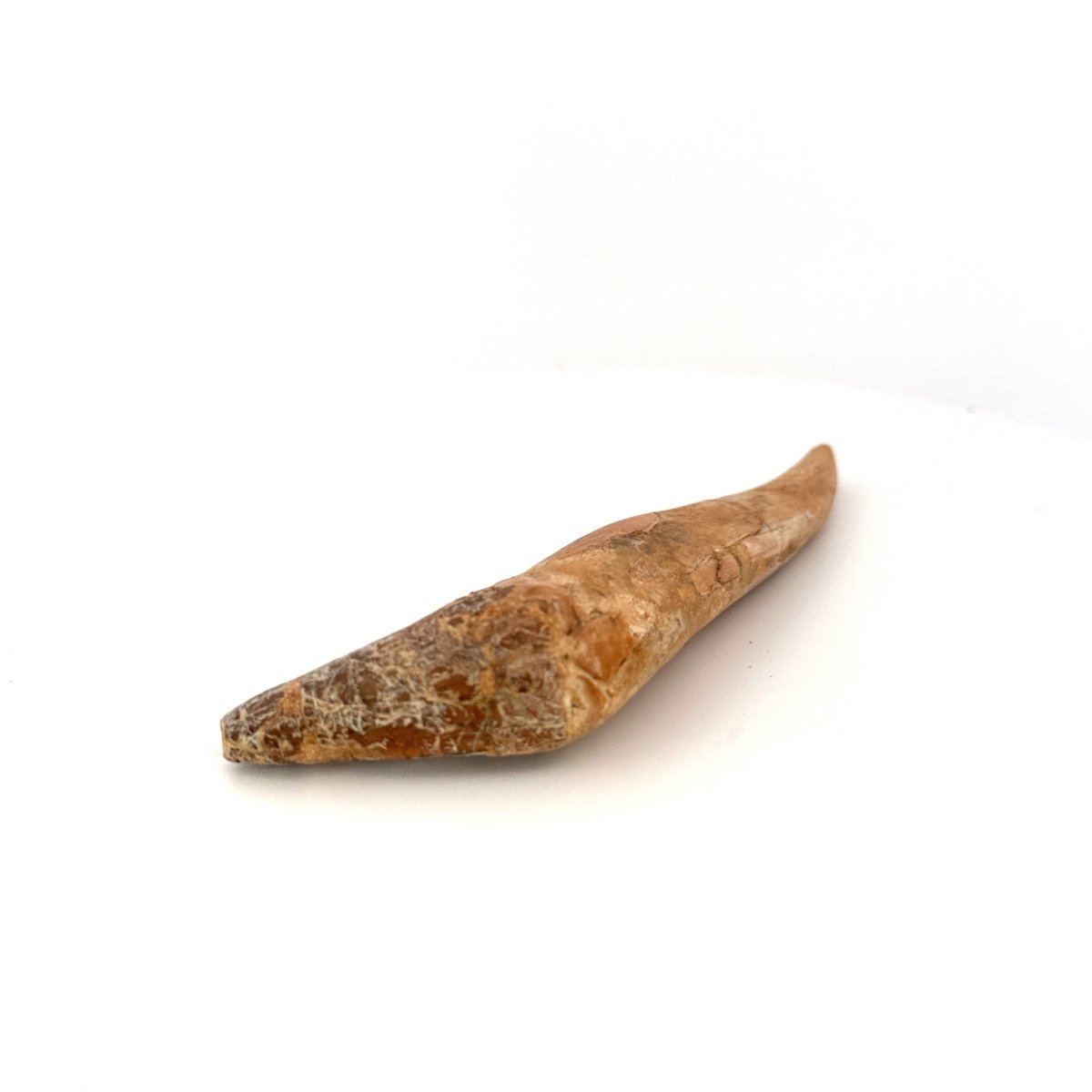 Large Basilosaurus species fossil Incisor tooth (4.52") from Morocco - FossilsAndMore