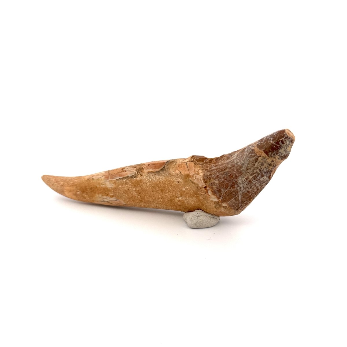 Large Basilosaurus species fossil Incisor tooth (4.52") from Morocco - FossilsAndMore