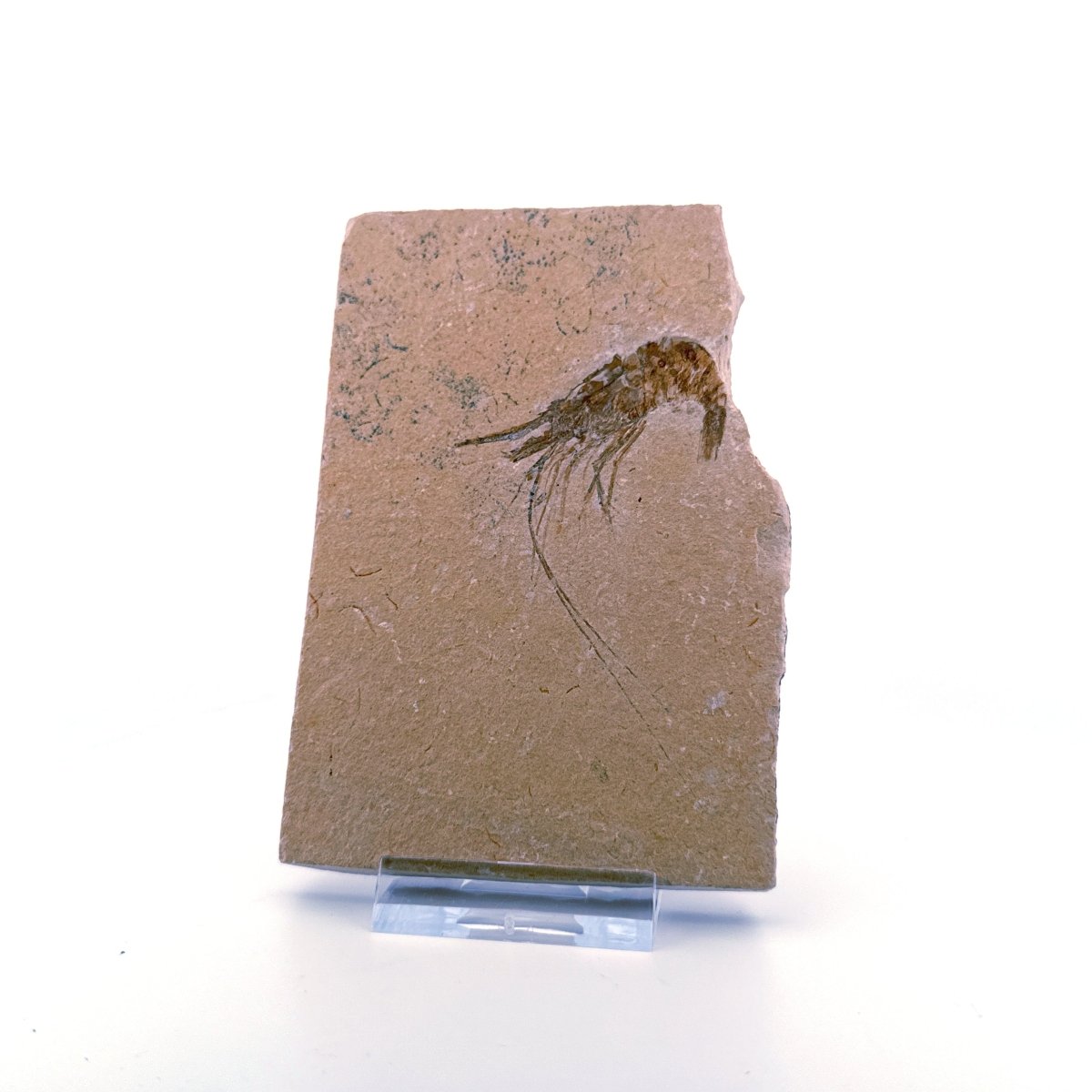 Large Carpopenaeus Callirostris, Fossil shrimp on matrix (2.28") from Lebanon - FossilsAndMore