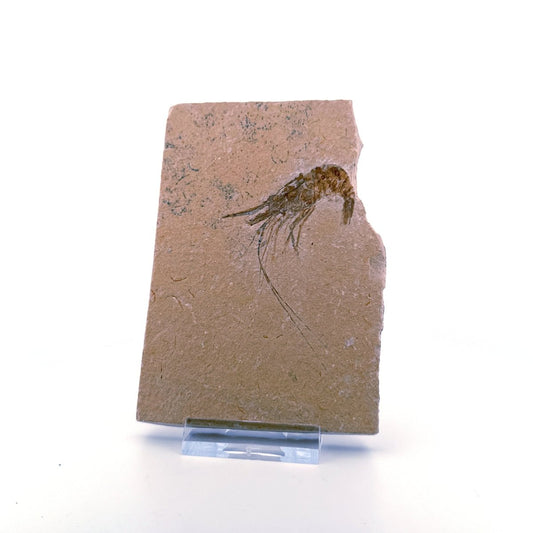 Large Carpopenaeus Callirostris, Fossil shrimp on matrix (2.28") from Lebanon - FossilsAndMore