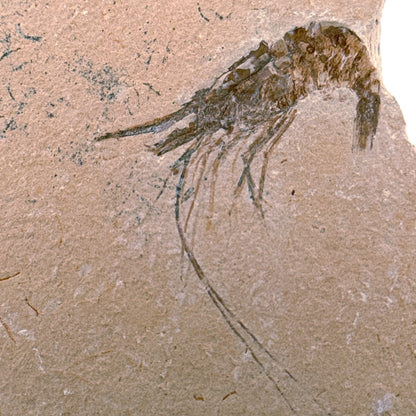 Large Carpopenaeus Callirostris, Fossil shrimp on matrix (2.28") from Lebanon - FossilsAndMore