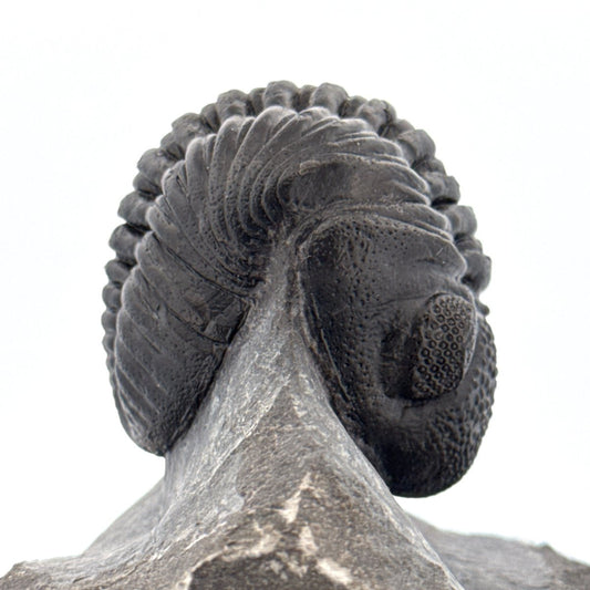 Large Devonian Phacopid Trilobite from Morocco | 3.10" - FossilsAndMore