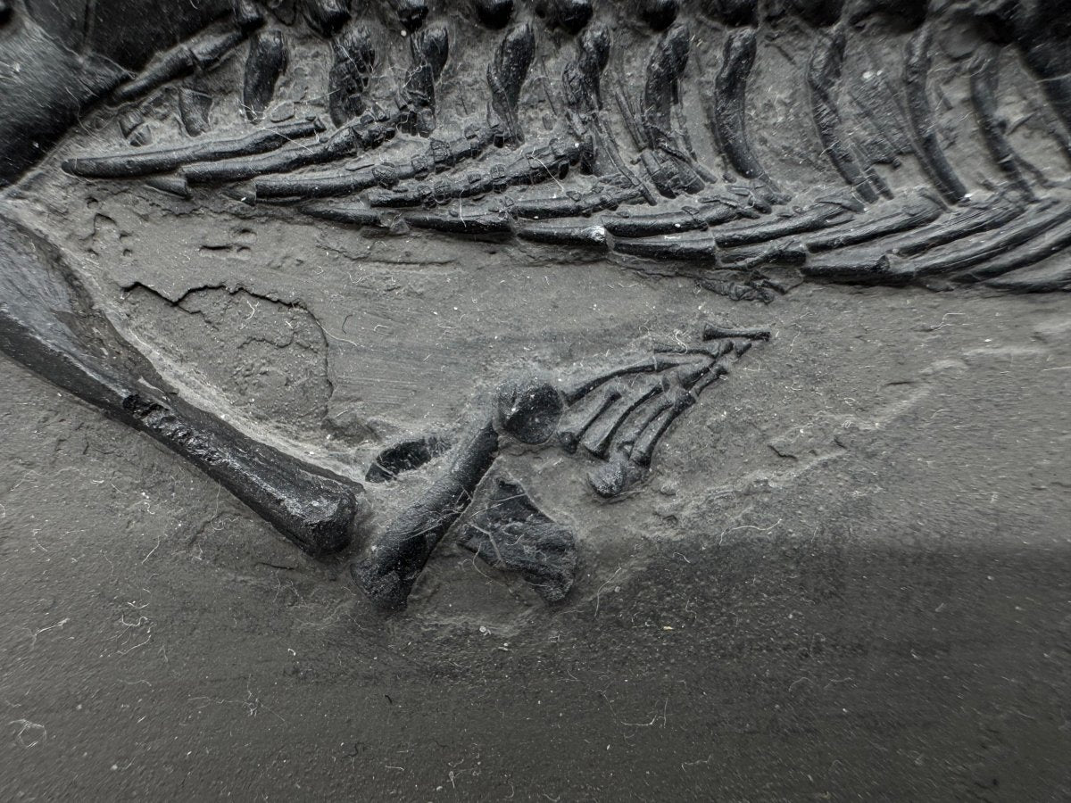 Large Keichousaurus hui Fossil Triassic Marine Reptile (11") from China - FossilsAndMore