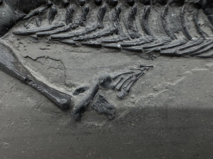 Large Keichousaurus hui Fossil Triassic Marine Reptile (11") from China - FossilsAndMore