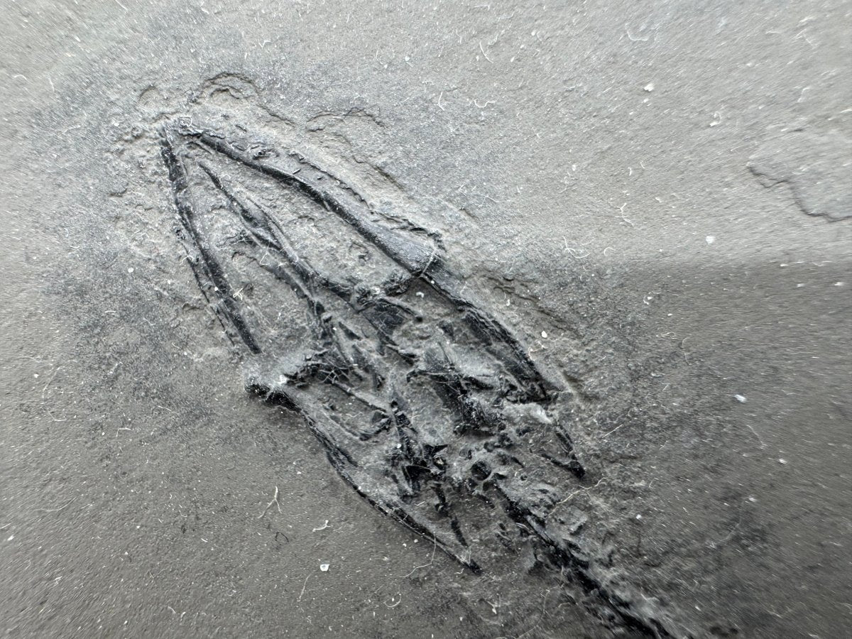 Large Keichousaurus hui Fossil Triassic Marine Reptile (11") from China - FossilsAndMore