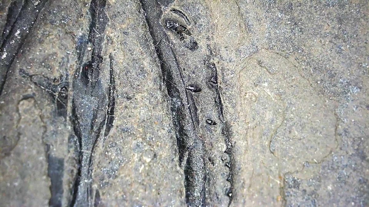 Large Keichousaurus hui Fossil Triassic Marine Reptile (11") from China - FossilsAndMore